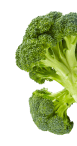 broccoli2