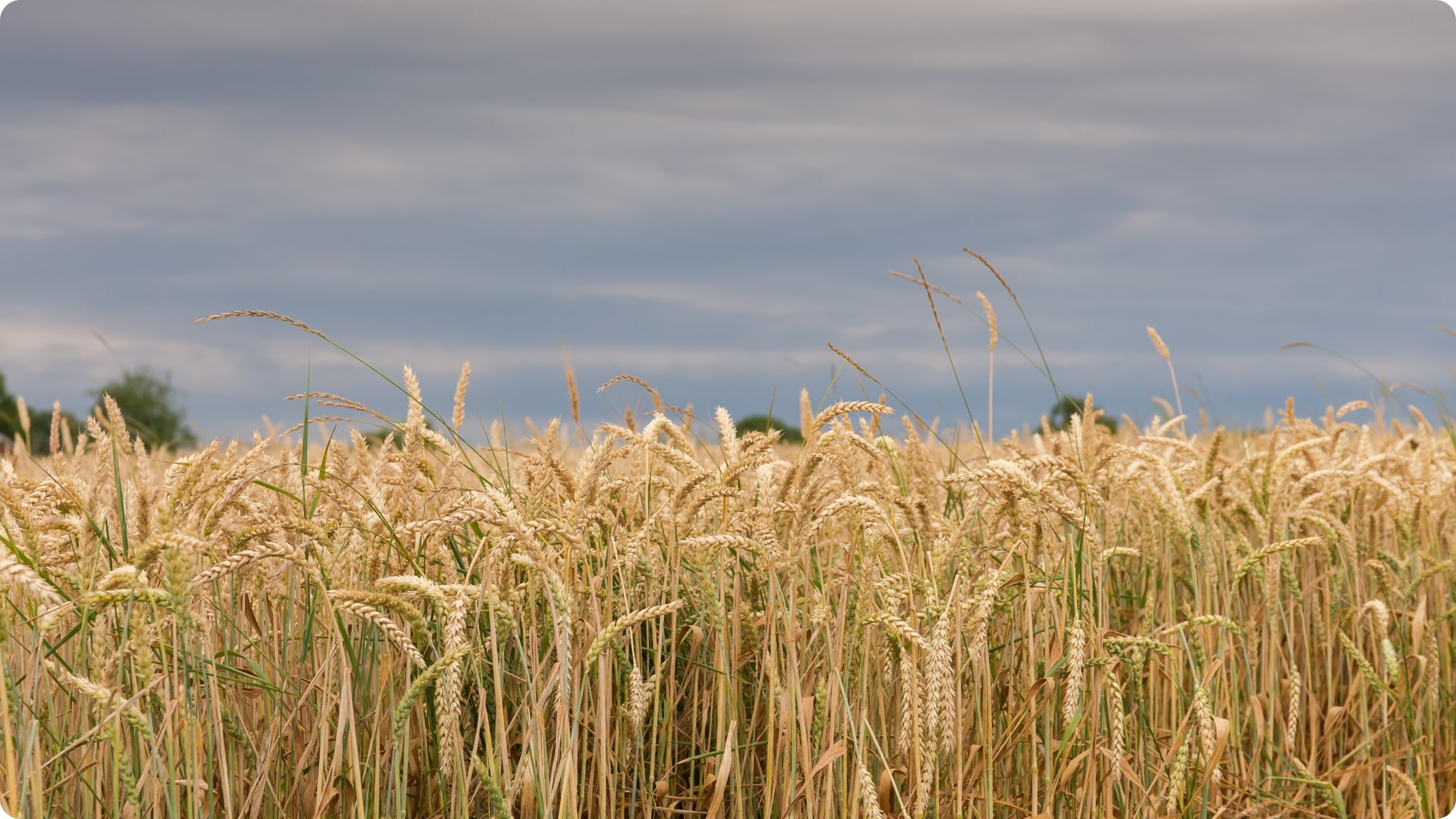 grain-field