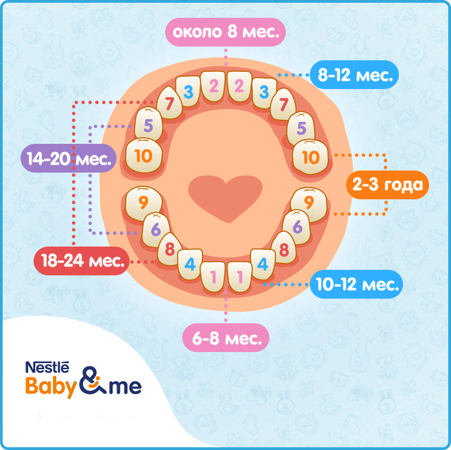 Порядок прорезывания зубов