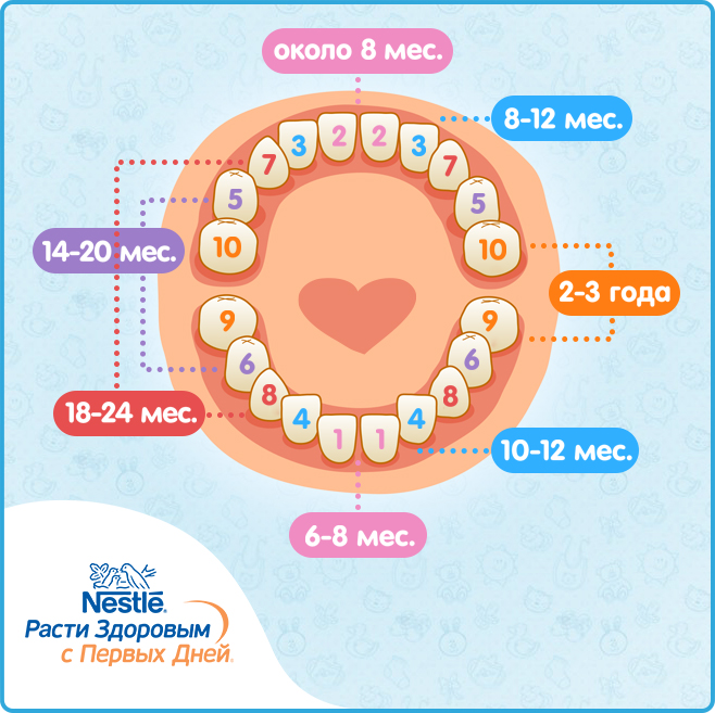 Порядок и сроки прорезывания зубов