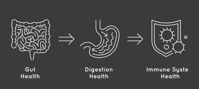 Как умное пищеварение создает условия для оптимального развития иммунной системы?