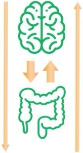 Ось кишечник — мозг