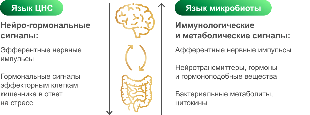 связь ЦНС и микробиоты