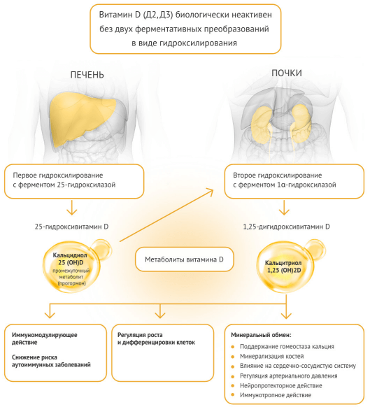 Метаболиты витамина D