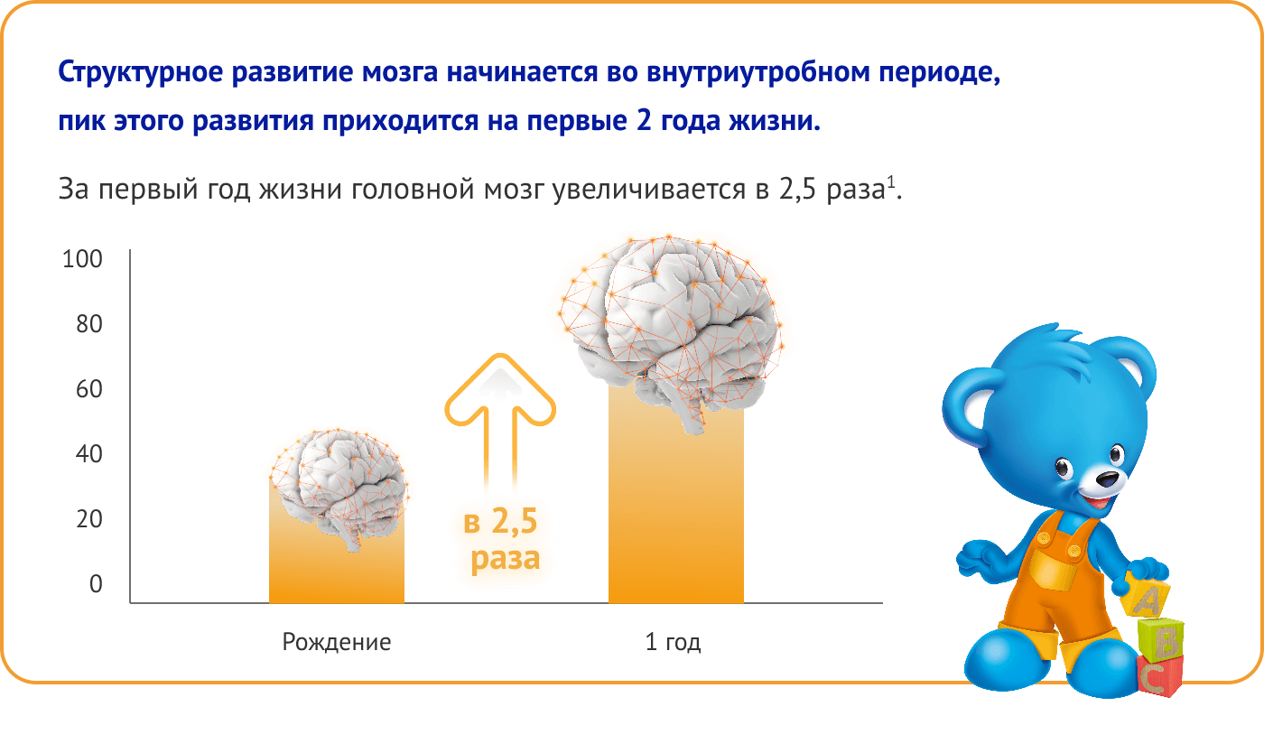 Структурное развитие мозга