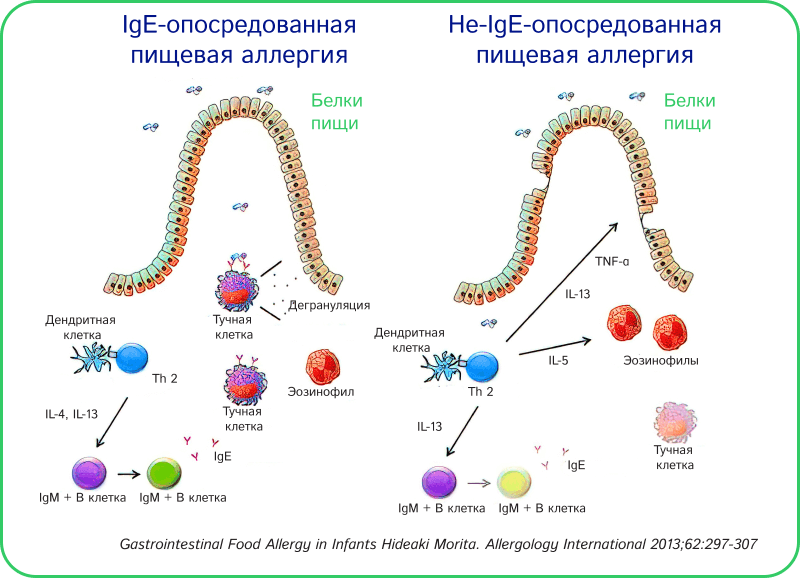 IgE механизм