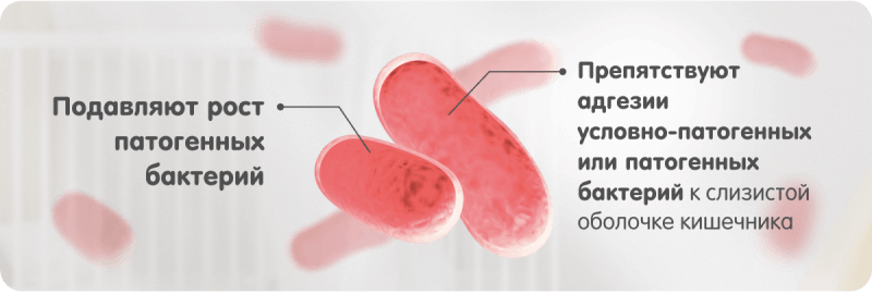 L. reuteri улучшают состав кишечной микробиоты