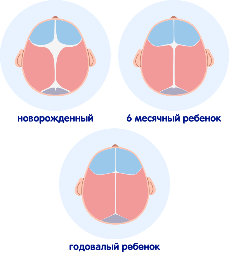 Baby brain evolution