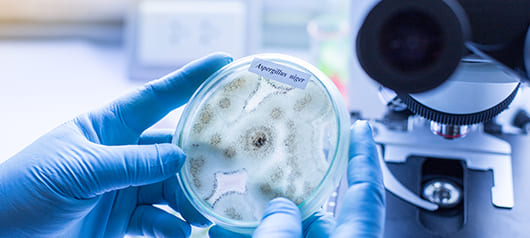 Какие факторы определяют эффективность профилактики аллергии?