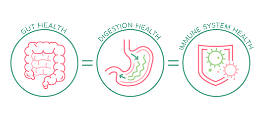 Как умное пищеварение создает условия для оптимального развития иммунной системы?