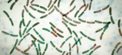 Исследование пробиотика Lactobacillus reuteri для новорожденных: в чем преимущества и&nbsp;для чего используется?